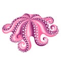 Octopus. Isolated illustration of seafood on white background