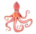 Octopus isolated watercolor