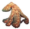 Octopus Royalty Free Stock Photo