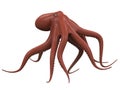 Octopus Isolated