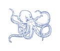 Octopus or Kraken drawn with contour lines on white background. Marine animal or mollusc with tentacles, deep sea