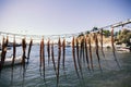 Octopus legs are dried in the sun Royalty Free Stock Photo