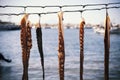 Octopus legs are dried in the sun Royalty Free Stock Photo