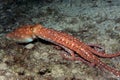 Octopus Macropus