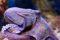 Octopus in a marine aquarium Royalty Free Stock Photo