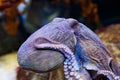 Octopus in a marine aquarium Royalty Free Stock Photo