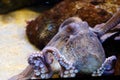 Octopus in a marine aquarium Royalty Free Stock Photo