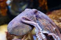 Octopus in a marine aquarium Royalty Free Stock Photo