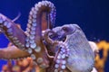 Octopus in a marine aquarium Royalty Free Stock Photo