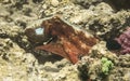 Octopus.Marine Life in the Red Sea. Egypt