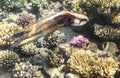 Octopus.Marine Life in the Red Sea. Egypt