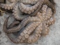 Octopus on market stand