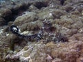 Octopus mating in the Maldives Royalty Free Stock Photo