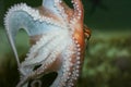 Octopus (Octopoda) Royalty Free Stock Photo