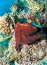 Octopus over coral reef. Red sea, Egypt. Royalty Free Stock Photo