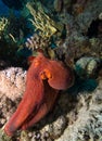 Octopus over coral reef. Red sea, Egypt. Royalty Free Stock Photo