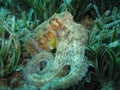 Octopus on Posidonia Oceanica Royalty Free Stock Photo