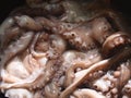 Octopus in process cooking