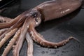 Octopus ready to cook