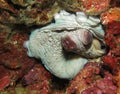 Octopus in the reef (Moalboal - Cebu - Philippines Royalty Free Stock Photo