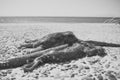 Octopus on rocky beach near sea, ocean. Octopus taken out of the sea after storm. Dark octopus out of water. Tentacles