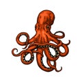 Octopus. Sea Monster