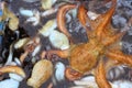 Octopus seafood cephalopods pattern background Royalty Free Stock Photo