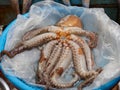 Octopus at seafood market Royalty Free Stock Photo