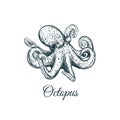 Octopus sketch hand drawing.