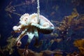 The octopus sticks with tentacles to the glass in the aquarium Royalty Free Stock Photo