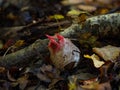 Octopus Stinkhorn Egg with Tentacles Emerging