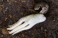 Octopus Stinkhorn, strange spongy mushroom with shape of human h