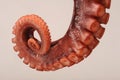 Octopus Tentacle