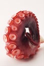 Octopus tentacle rounded