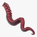 Octopus Tentacle on white. 3D illustration Royalty Free Stock Photo