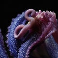 Octopus tentacles close-up Royalty Free Stock Photo