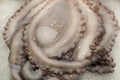 octopus tentacles close up for food Royalty Free Stock Photo