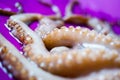 Octopus tentacles close up Royalty Free Stock Photo