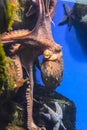 Octopus with tentacles crawls in an aquarium on a blue background Royalty Free Stock Photo