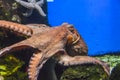 Octopus with tentacles crawls in an aquarium on a blue background Royalty Free Stock Photo