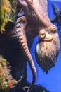 Octopus with tentacles crawls in an aquarium on a blue background Royalty Free Stock Photo