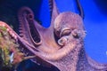 Octopus with tentacles crawls in an aquarium on a blue background Royalty Free Stock Photo