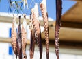 Octopus tentacles drying in the sun Royalty Free Stock Photo