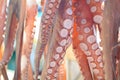 Octopus tentacles drying in the sun, Naxos island, Cyclades, Greece Royalty Free Stock Photo