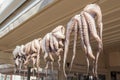 Octopus tentacles drying in the sun near a cafe in greece Royalty Free Stock Photo