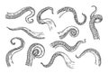 Octopus tentacles engraving. Hand drawn tentacle of underwater squid animal, sketch kraken or Cthulhu arms with sucker