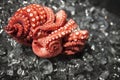 Octopus Tentacles on ice Royalty Free Stock Photo