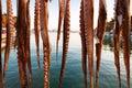 Octopus tentacles. Sea food. Royalty Free Stock Photo