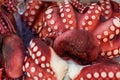 Octopus Tentacles, Tsukiji Central Fish Market, Tokyo Royalty Free Stock Photo