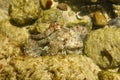 Octopus between two rocks